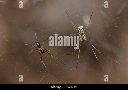 Sheetweb Spiders, Subfamily Linyphiinae, male and female cohabitating Stock Photo