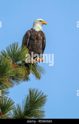 An American bald eagle is perched in a tree by Coeur d'Alene Lake in Idaho. Stock Photo