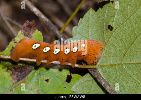 Pandora Sphinx, Eumorpha pandorus, caterpillar Stock Photo