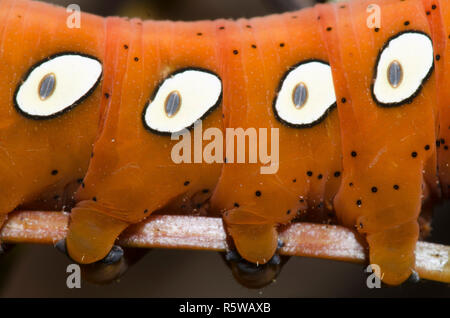 Pandora Sphinx, Eumorpha pandorus, caterpillar Stock Photo