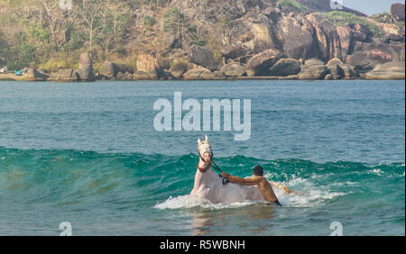 Horse swimming in the ocean with his owner in Goa, India Stock Photo