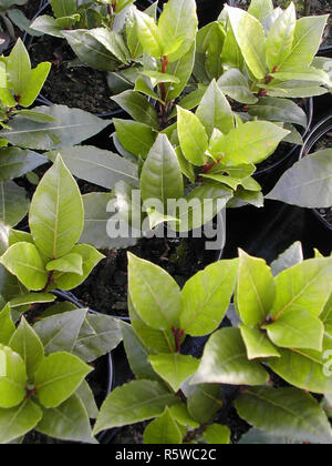 Young Bay Laurus nobilis in pots . . Stock Photo