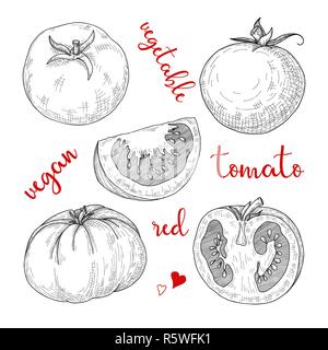 Sketch tomatoes. Tomatoes isolated on white background. Vector Stock Vector
