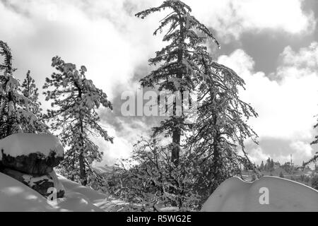 Desert Plants Under Snow, Climate Change at Southern California, Big Bear Mountain, San Bernardino, 2016 Stock Photo