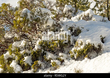 Desert Plants Under Snow, Climate Change at Southern California, Big Bear Mountain, San Bernardino, 2016 Stock Photo