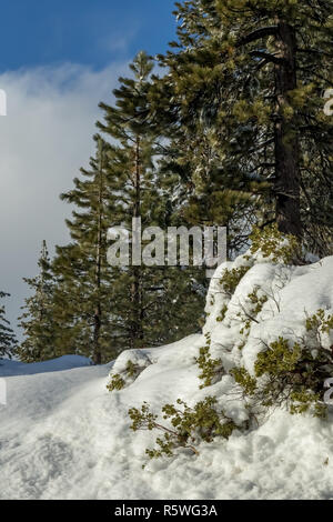 Desert Plants Under Snow, Climate Change at Southern California, Big Bear Mountain, San Bernardino, 2016 Stock Photo