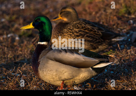 Portrait of a Mallard duck pair, Canada Stock Photo