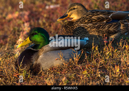 Portrait of a Mallard duck pair, Canada Stock Photo