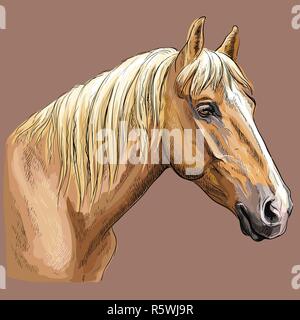 Colorful hand drawing portrait of palomino horse. Horse head  in profile isolated vector hand drawing illustration on brown background Stock Vector