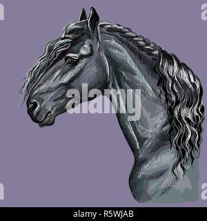 Colorful hand drawing portrait of Friesian horse. Horse head  in profile isolated vector hand drawing illustration on purple background Stock Vector