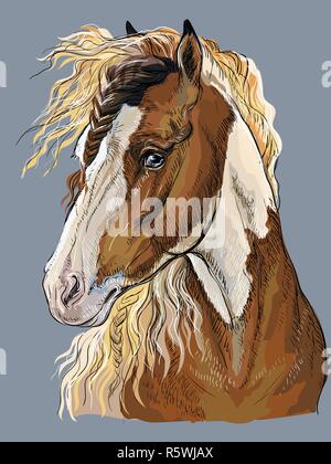 Colorful hand drawing portrait of Pinto horse. Horse head  in profile isolated vector hand drawing illustration on grey background Stock Vector
