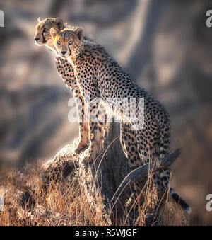 Two Cheetah cubs standing on a rock, Kenya Stock Photo