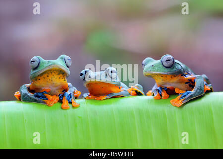 Three Javan tree frogs on a leaf, Indonesia Stock Photo