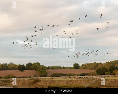 silhouettes of geese flying above country scene in a line swarm flock