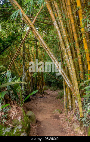 Path going through a bamboo forest in Ilha Grande, Brazil Stock Photo