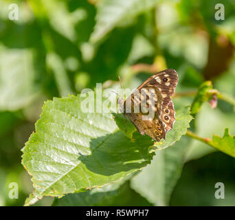 speckled wood butterfly Stock Photo