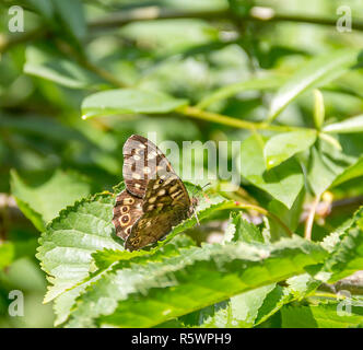 speckled wood butterfly Stock Photo