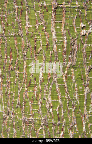 Bark of a tree of the Ceiba speciosa type without poles so that the passers-by do not get hurt when touching it Stock Photo