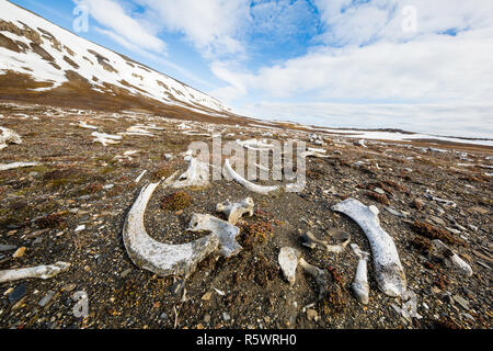 Strewn bones of the Atlantic walrus, Odobenus rosmarus rosmarus, from hunting at Kapp Lee, Edgeøya, Norway.