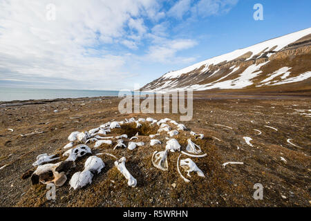 Strewn bones of the Atlantic walrus, Odobenus rosmarus rosmarus, from hunting at Kapp Lee, Edgeøya, Norway.