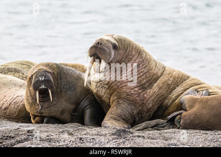 Atlantic male walrus (Odobenus rosmarus rosmarus), Kapp Lee, Edgeøya, Svalbard Archipelago, Norway. Stock Photo