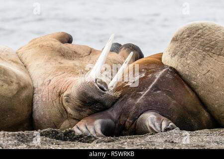 Atlantic walrus napping on beach, Odobenus rosmarus rosmarus, Kapp Lee, Edgeøya, Svalbard Archipelago, Norway. Stock Photo