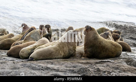 A large group of Atlantic walrus (Odobenus rosmarus rosmarus) on beach, Kapp Lee, Edgeøya, Svalbard Archipelago, Norway.