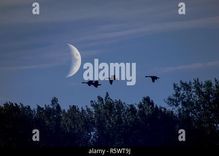 A small group of Canada Goose (Branta canadensis) flying in late evening, with the moon in the background. Granby, Quebec, Canada. Multi layered image Stock Photo