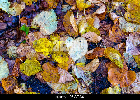 Autumn in Bergen, Norway, Fallen and wet leaves in a park in city center Stock Photo