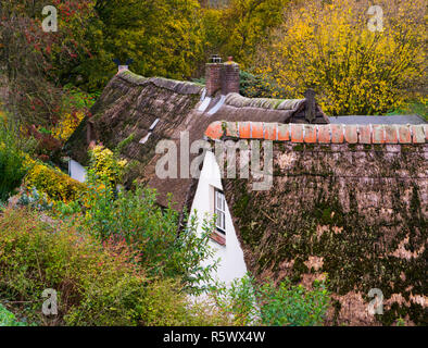 some old typical dutch houses with straw rooftops covered in moss, in a forest landscape scenery. Stock Photo