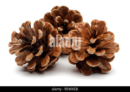 Pine cones isolated on white background Stock Photo