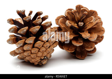 Pine cones isolated on white background Stock Photo