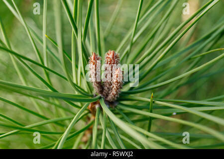 Brown pine cones among green pine leaves Stock Photo