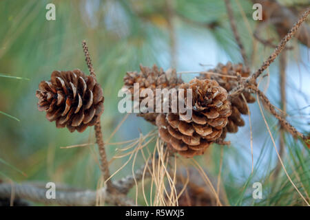 Brown pine cones among green pine leaves Stock Photo