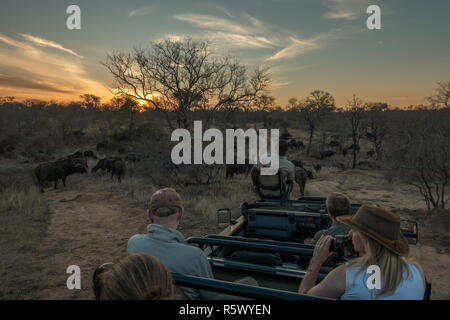 Tourists on safari in a jeep watching a herd of buffalo at sunset in the bushveld of the Greater Kruger National Park, South Africa Stock Photo