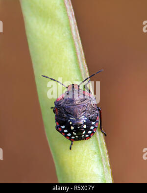 larvae stage 3 of the green rice bug nezara viridula Stock Photo