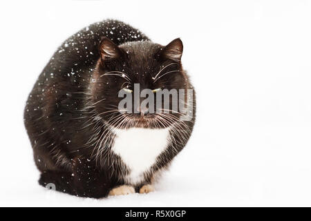 winter black cat with white mustache sitting in the snow Stock Photo
