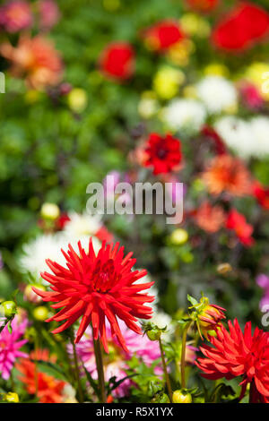 Flowers in the Butchart Gardens, Victoria, British Columbia, Canada Stock Photo