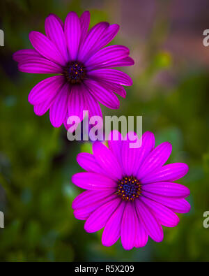 Flowers in the Butchart Gardens, Victoria, British Columbia, Canada Stock Photo