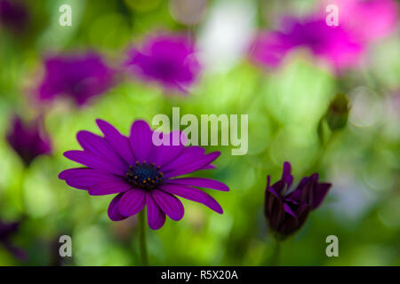 Flowers in the Butchart Gardens, Victoria, British Columbia, Canada Stock Photo