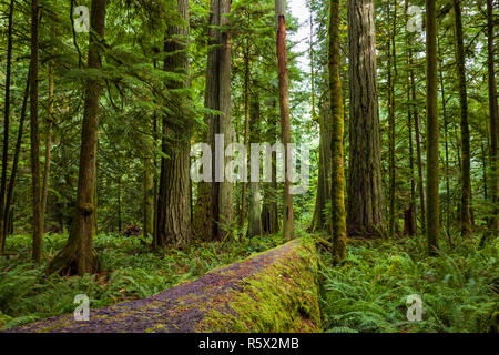 Moss covered fallen tree trunk in a forest on Vancouver Island, BC Stock Photo