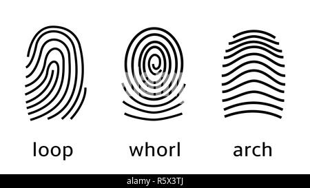 Three fingerprint types on white background. Loop, whorl, arch patterns Stock Photo