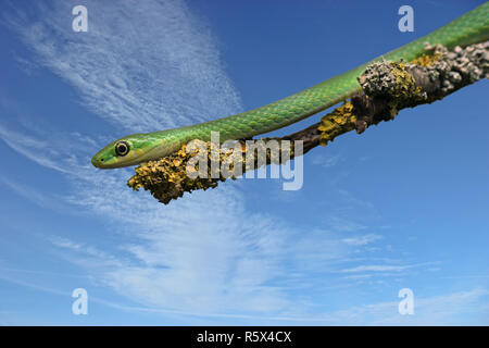 male rough grass snake (opheodrys aestivus) on lichen-covered branch in front of blue sky Stock Photo