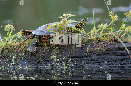 Painted turtle (Chrysemys picta) resting on log at edge of pond, MN, USA, by Dominique Braud/Dembinsky Photo Assoc Stock Photo