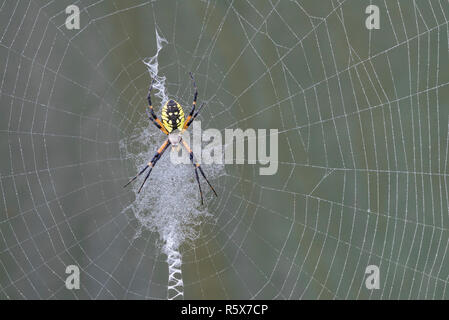 Yellow Garden Spider (Argiope aurantia), on web, MN, USA, by Dominique Braud/Dembinsky Photo Assoc Stock Photo