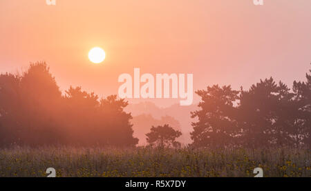 Sunrise over prairie, Dakota County, late summer, MN, USA, by Dominique Braud/Dembinsky Photo Assoc Stock Photo