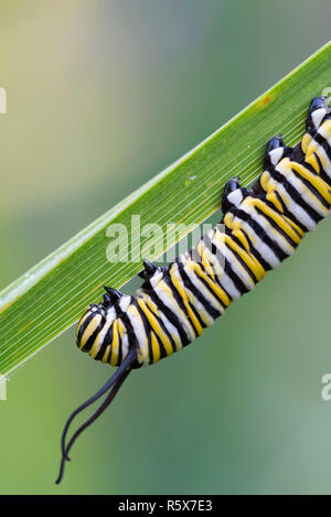 Monarch butterfly caterpillar (Danaus plexippus), early August, MN, USA, by Dominique Braud/Dembinsky Photo Assoc Stock Photo