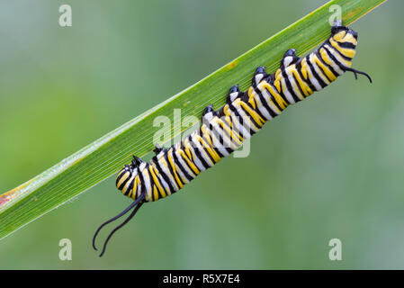 Monarch butterfly caterpillar (Danaus plexippus), early August, MN, USA, by Dominique Braud/Dembinsky Photo Assoc Stock Photo