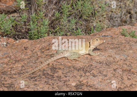 Eastern Collared Lizard, Crotaphytus collaris Stock Photo