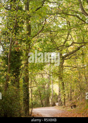 beautiful lush tree top scenery in autumn colours leaves fall outside country Stock Photo